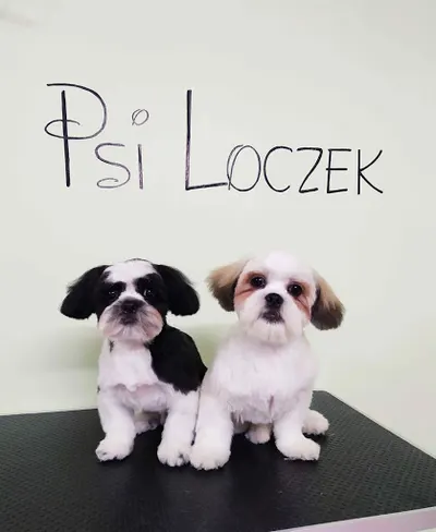 Psi Loczek Salon Pielęgnacji Psów